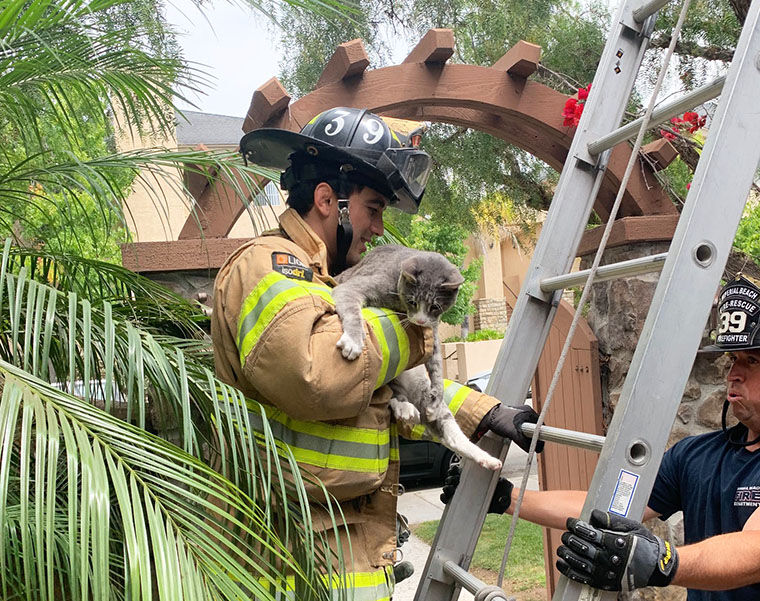 Firefighters Rescue Cat On A Roof ...
